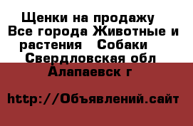 Щенки на продажу - Все города Животные и растения » Собаки   . Свердловская обл.,Алапаевск г.